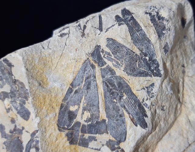 Ginkgo huttoni (STERNBERG in HEER 1876) - Bild &copy; FossNet FossilienStore